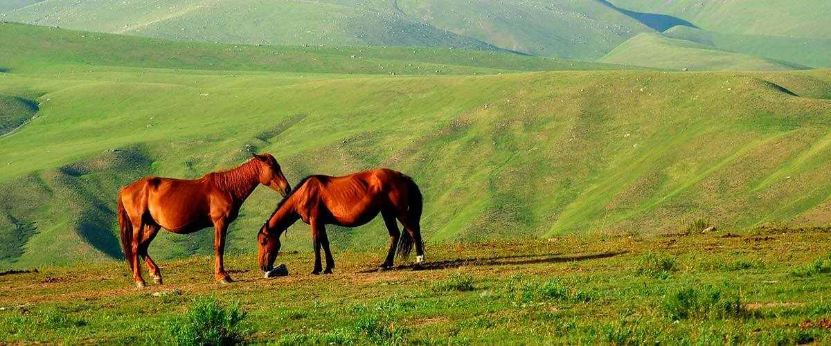 Конные прогулки в Геленджике из Геленджика — в Геленджике